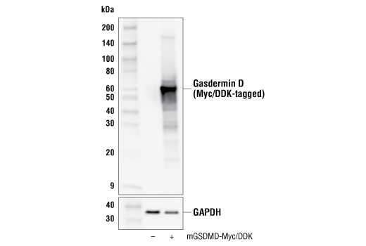  Image 24: Mouse Reactive PANoptosis Antibody Sampler Kit