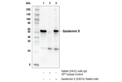 Immunoprecipitation Image 1: Gasdermin D (E9S1X) Rabbit mAb