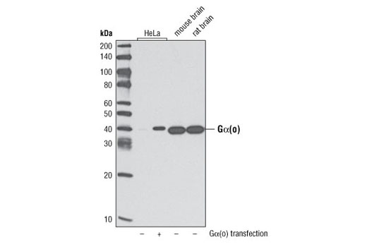 Western Blotting Image 1: Gα(o) Antibody