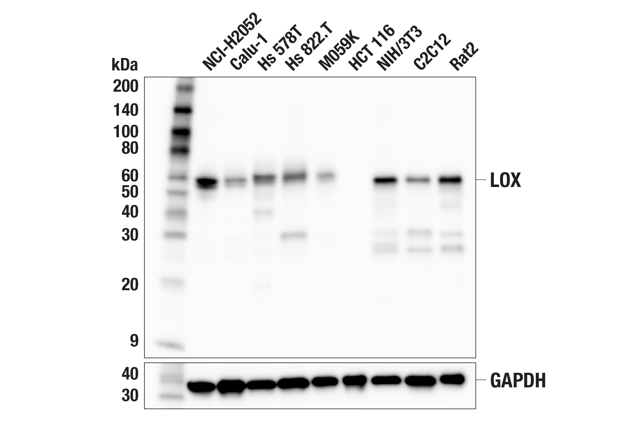 Western Blotting Image 1: LOX (F2C8F) Rabbit mAb