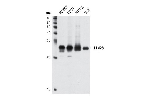 Western Blotting Image 1: LIN28A (A177) Antibody