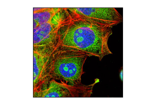 Immunofluorescence Image 1: LIN28A (A177) Antibody