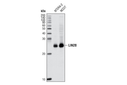 Western Blotting Image 1: LIN28A (P22) Antibody