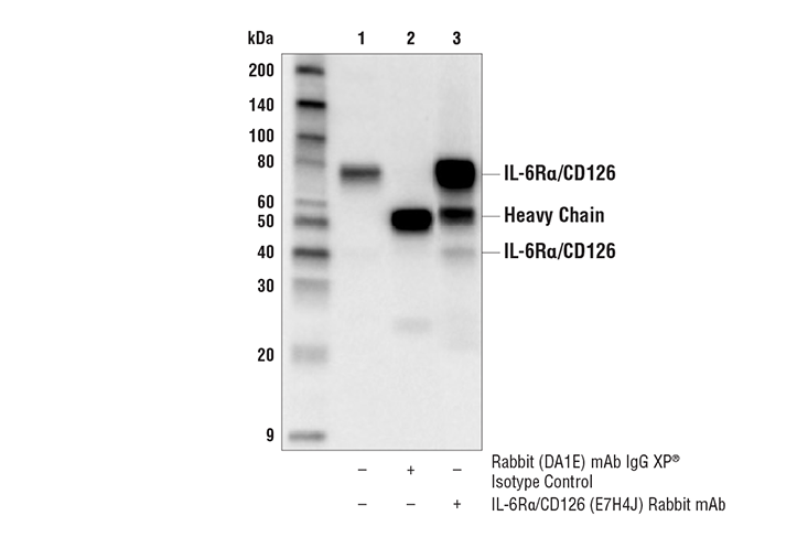 Immunoprecipitation Image 1: IL-6Rα/CD126 (E7H4J) Rabbit mAb