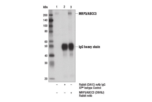 Immunoprecipitation Image 1: MRP3/ABCC3 (D8V8J) Rabbit mAb