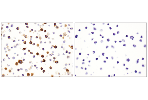 Immunohistochemistry Image 3: CD36 (D8L9T) Rabbit mAb (BSA and Azide Free)