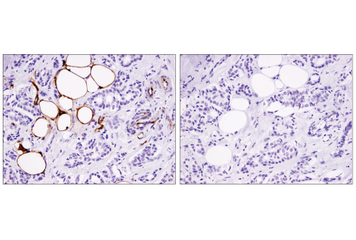 Immunohistochemistry Image 2: CD36 (D8L9T) Rabbit mAb (BSA and Azide Free)