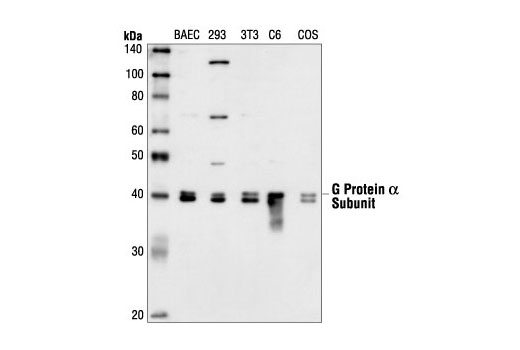Western Blotting Image 1: Gα (pan) Antibody