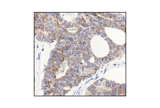 Immunohistochemistry Image 2: Gα (pan) Antibody