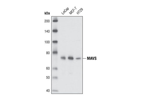 Western Blotting Image 1: MAVS Antibody