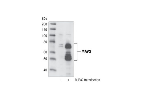 Western Blotting Image 2: MAVS Antibody