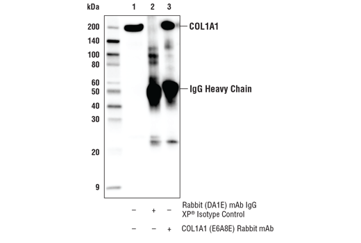 Immunoprecipitation Image 1: COL1A1 (E6A8E) Rabbit mAb