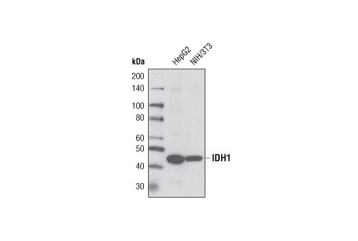 Western Blotting Image 1: IDH1 Antibody