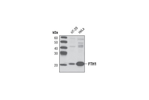 Western Blotting Image 1: FTH1 Antibody