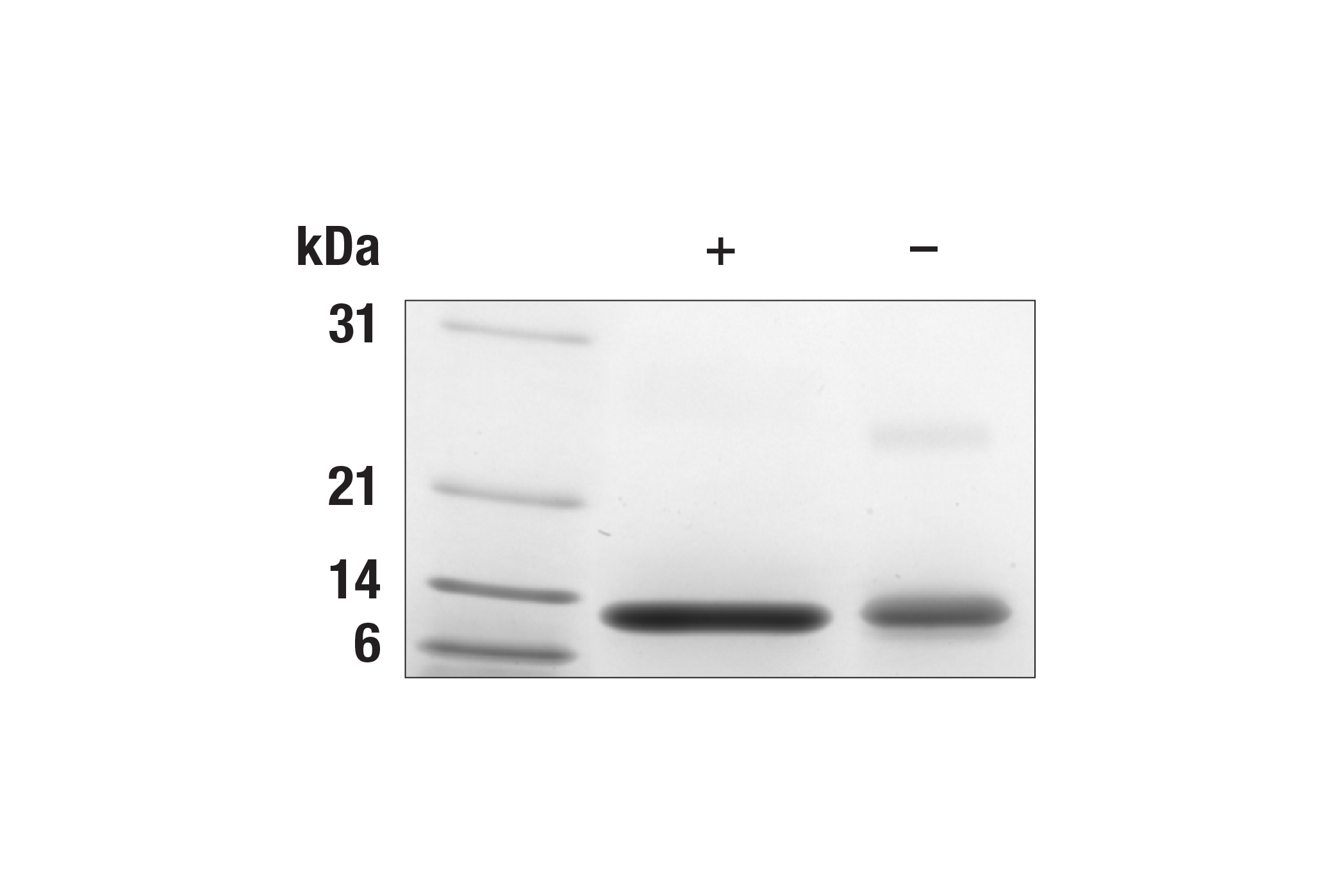  Image 2: Mouse IL-4 Recombinant Protein