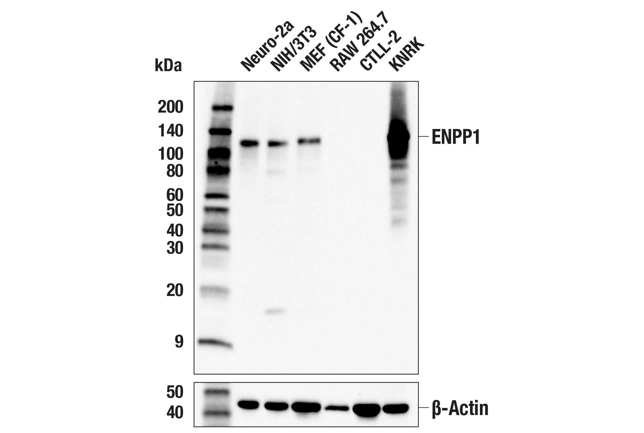 Western Blotting Image 1: ENPP1 (E4I2P) Rabbit mAb