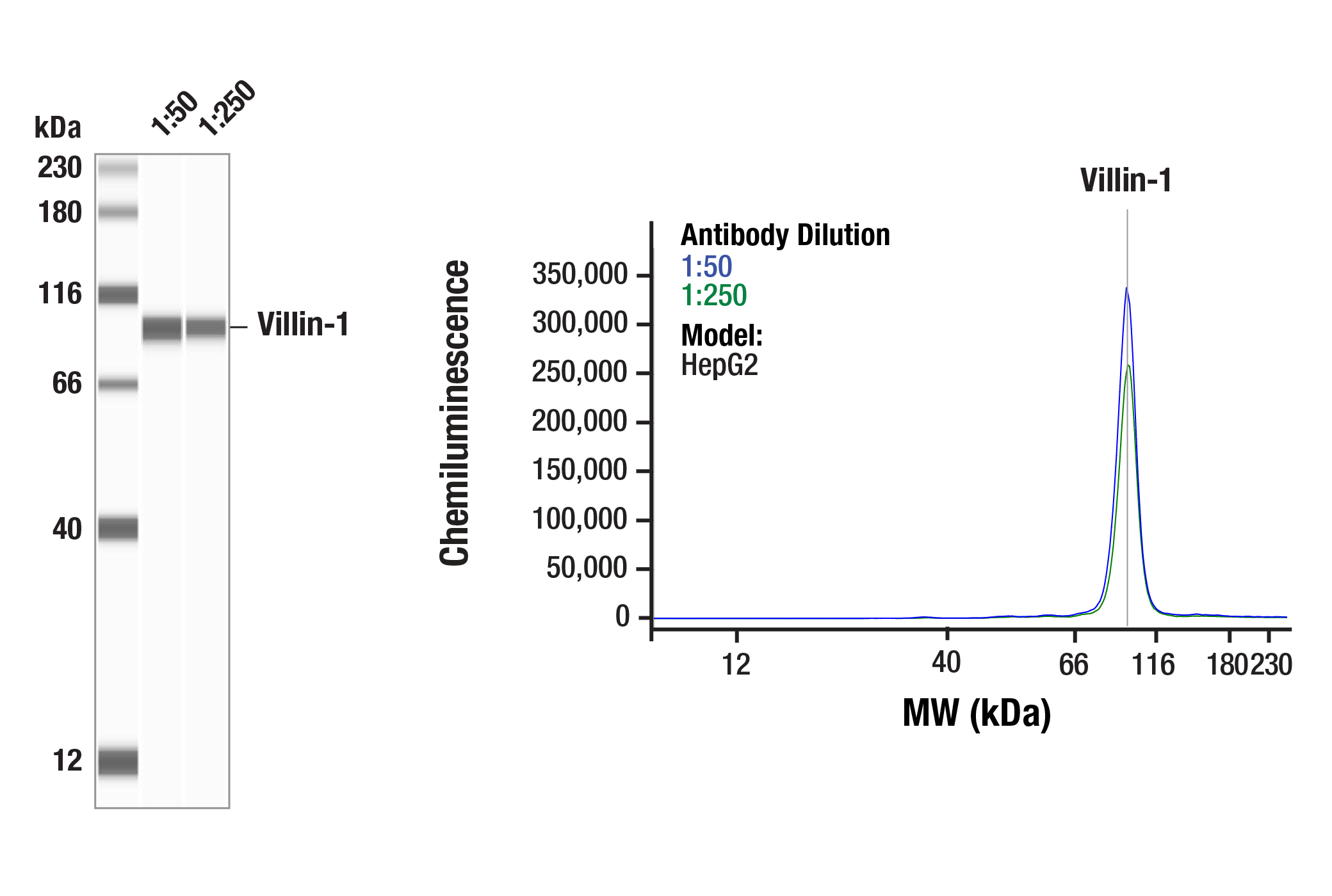 Western Blotting Image 1: Villin-1 (F5F3V) Rabbit Monoclonal Antibody