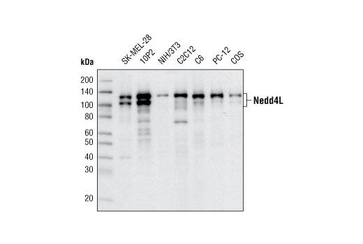 Western Blotting Image 1: NEDD4L Antibody