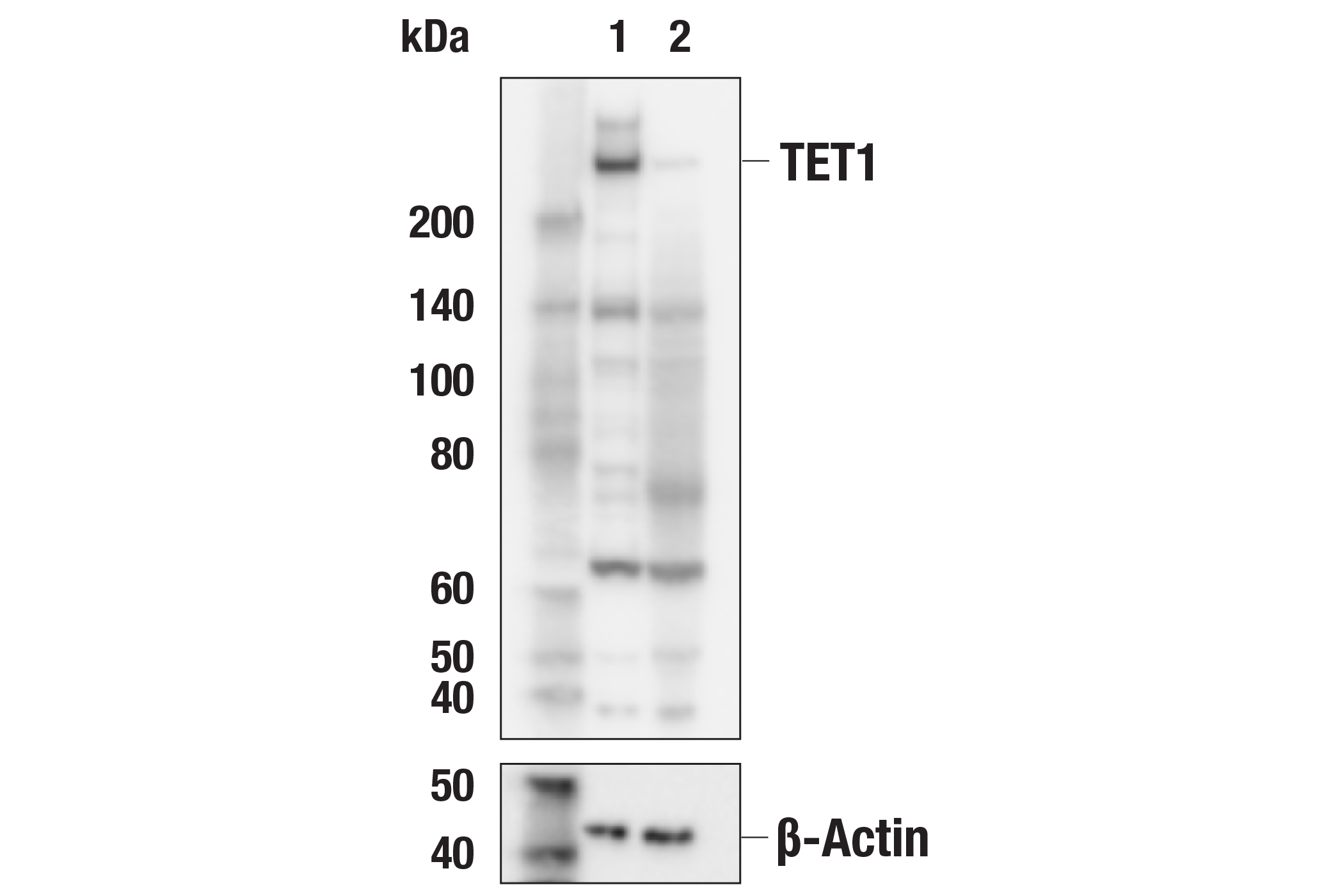 TET1 (E5F1O) Rabbit mAb  Cell Signaling Technology