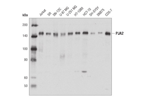 Western Blotting Image 1: PJA2 Antibody