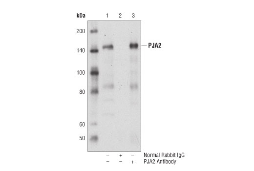 Immunoprecipitation Image 1: PJA2 Antibody