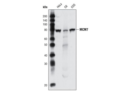 Western Blotting Image 1: MCM7 Antibody