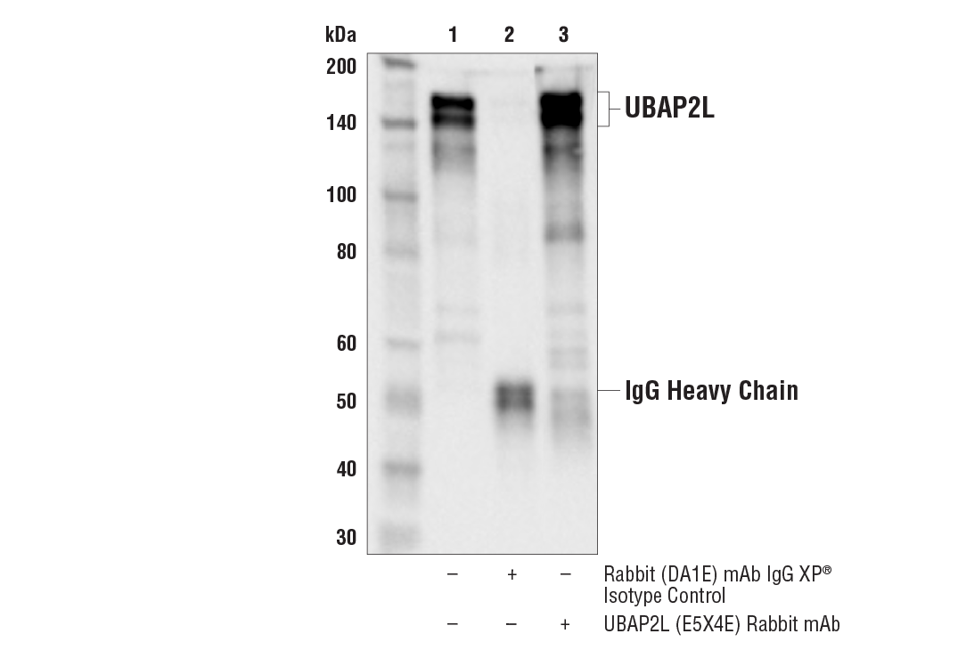 Immunoprecipitation Image 1: UBAP2L (E5X4E) Rabbit mAb