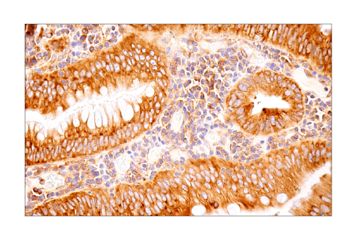 Immunohistochemistry Image 7: UBAP2L (E5X4E) Rabbit mAb
