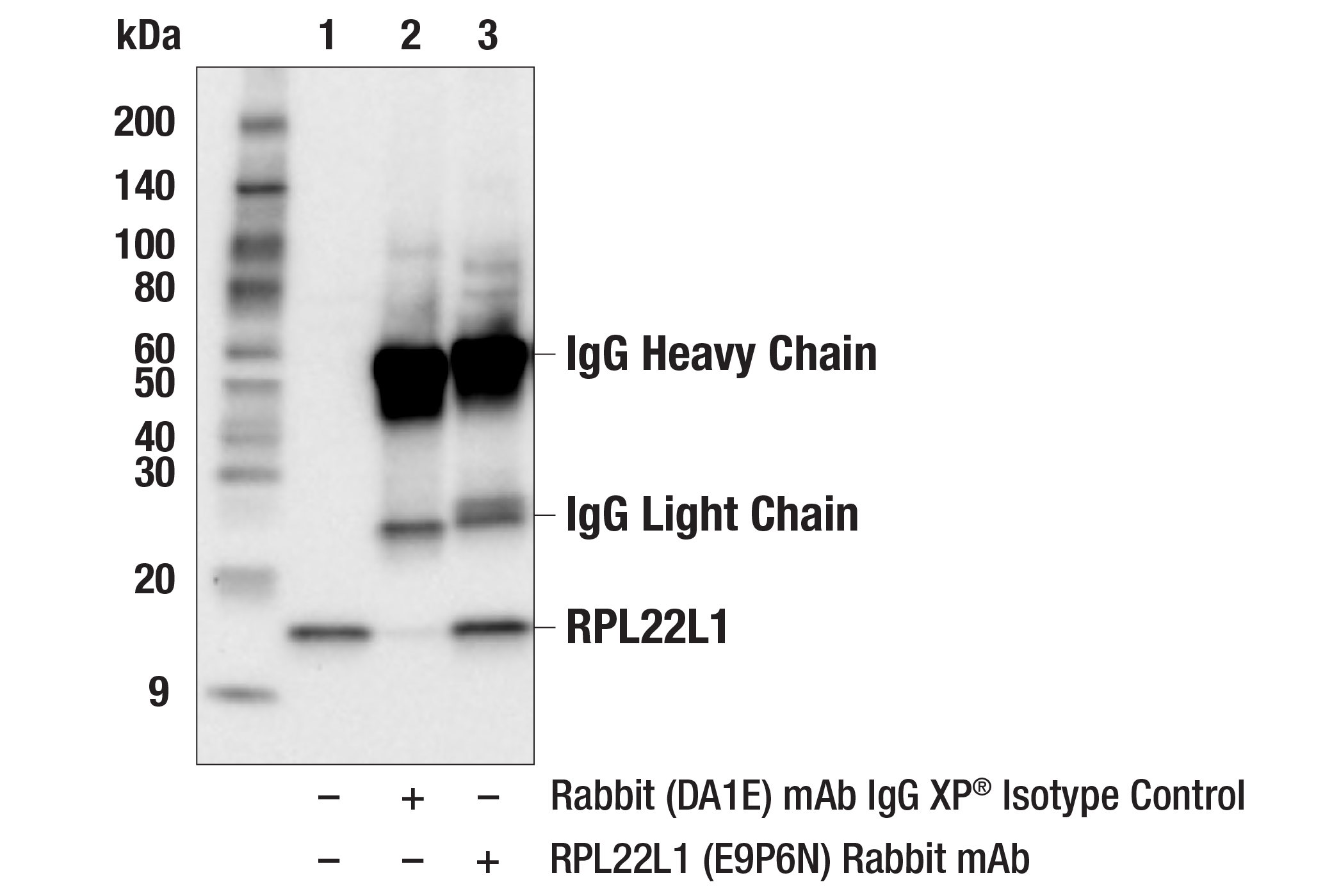 Immunoprecipitation Image 1: RPL22L1 (E9P6N) Rabbit mAb