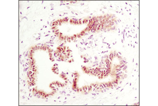 Immunohistochemistry Image 1: Phospho-Stat5 (Tyr694) (C71E5) Rabbit mAb (BSA and Azide Free)