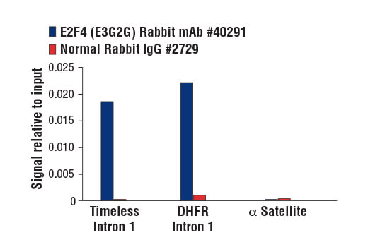 Chromatin Immunoprecipitation Image 1: E2F4 (E3G2G) Rabbit mAb