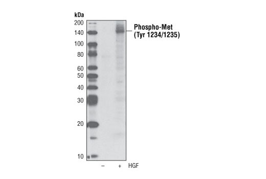 Western Blotting Image 1: Phospho-Met (Tyr1234/1235) (D26) XP® Rabbit mAb (Biotinylated)