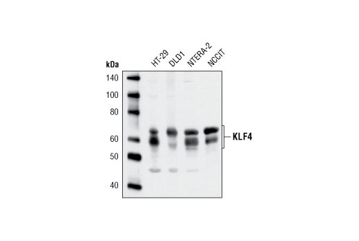 Western Blotting Image 1: KLF4 Antibody