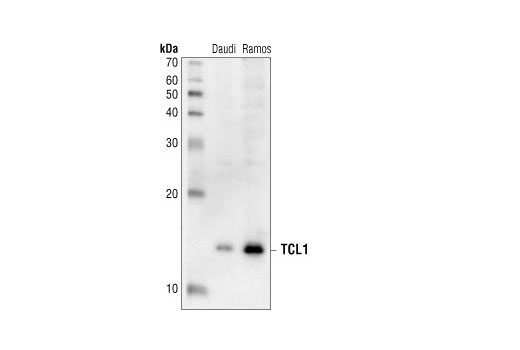 Western Blotting Image 1: TCL1 Antibody