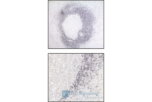 Immunohistochemistry Image 1: TCL1 Antibody