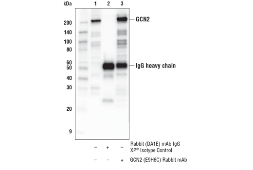 Immunoprecipitation Image 1: GCN2 (E9H6C) Rabbit mAb