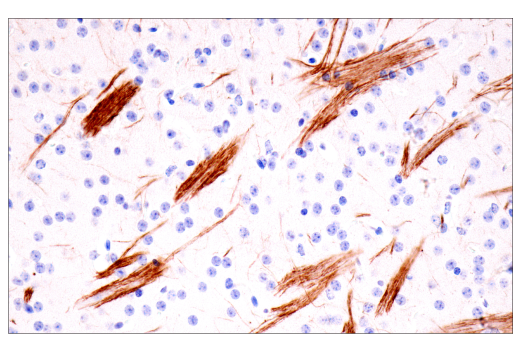 Immunohistochemistry Image 5: Neurofilament-H (E7Z7G) Rabbit mAb (BSA and Azide Free)
