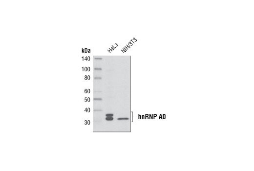 Western Blotting Image 1: hnRNP A0 Antibody