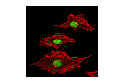 Immunofluorescence Image 1: hnRNP A0 Antibody
