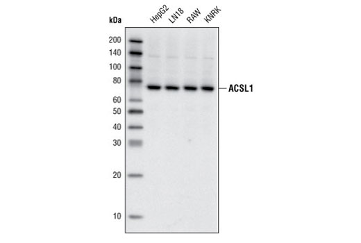 Western Blotting Image 1: ACSL1 Antibody