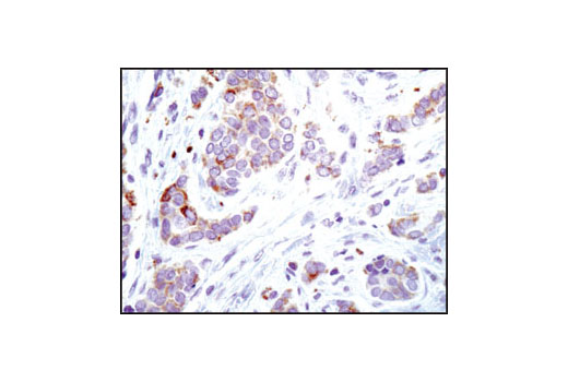 Immunohistochemistry Image 1: ACSL1 Antibody