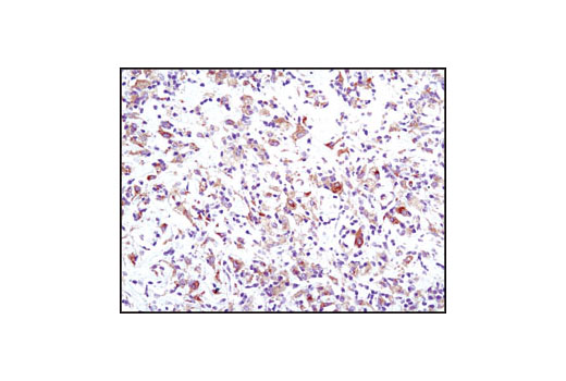 Immunohistochemistry Image 3: ACSL1 Antibody