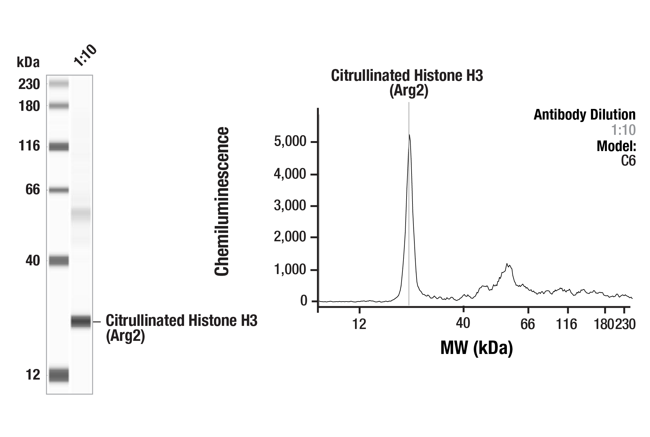 Western Blotting Image 1: Citrullinated Histone H3 (Arg2) (F3C9B) Rabbit Monoclonal Antibody