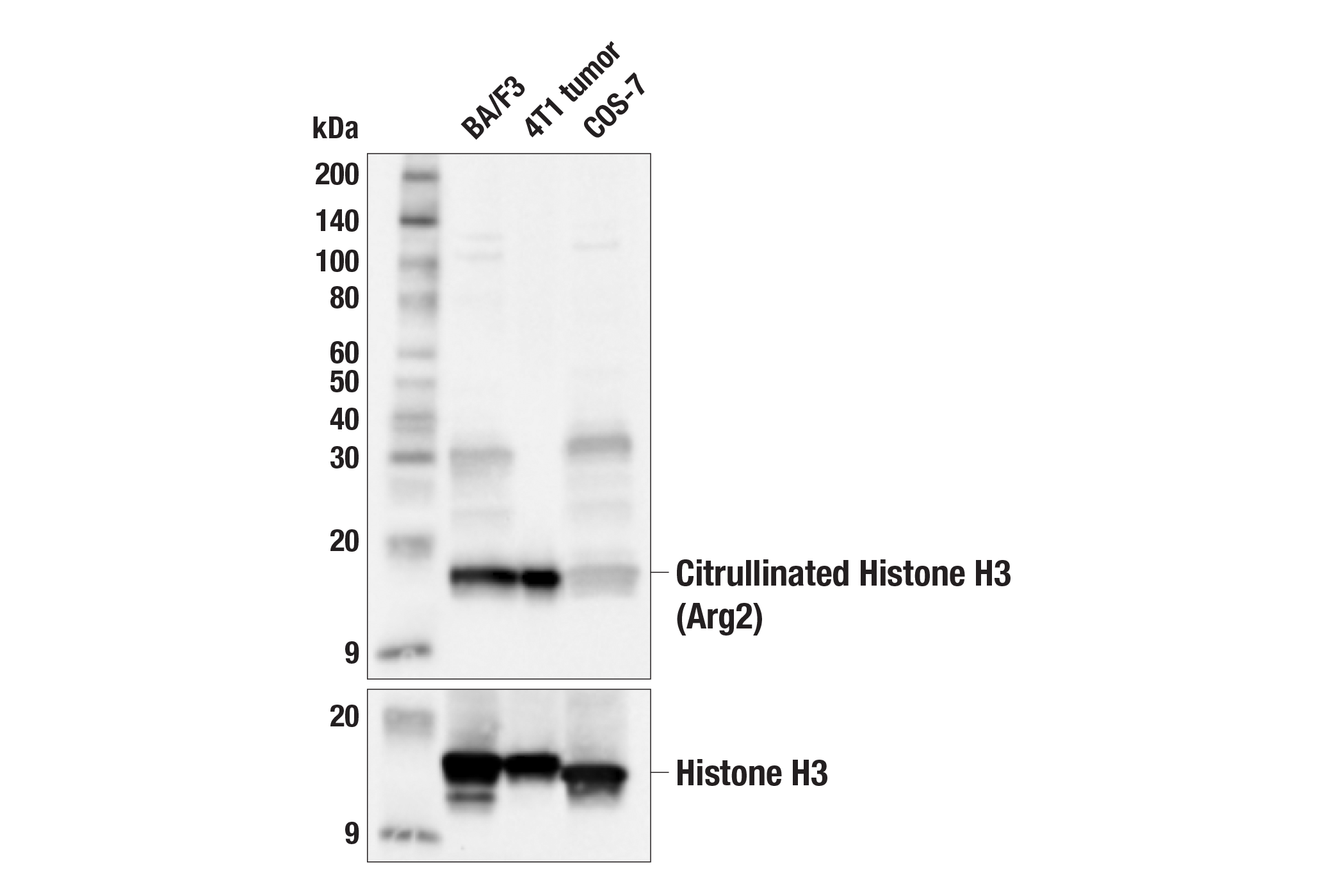 Western Blotting Image 3: Citrullinated Histone H3 (Arg2) (F3C9B) Rabbit mAb
