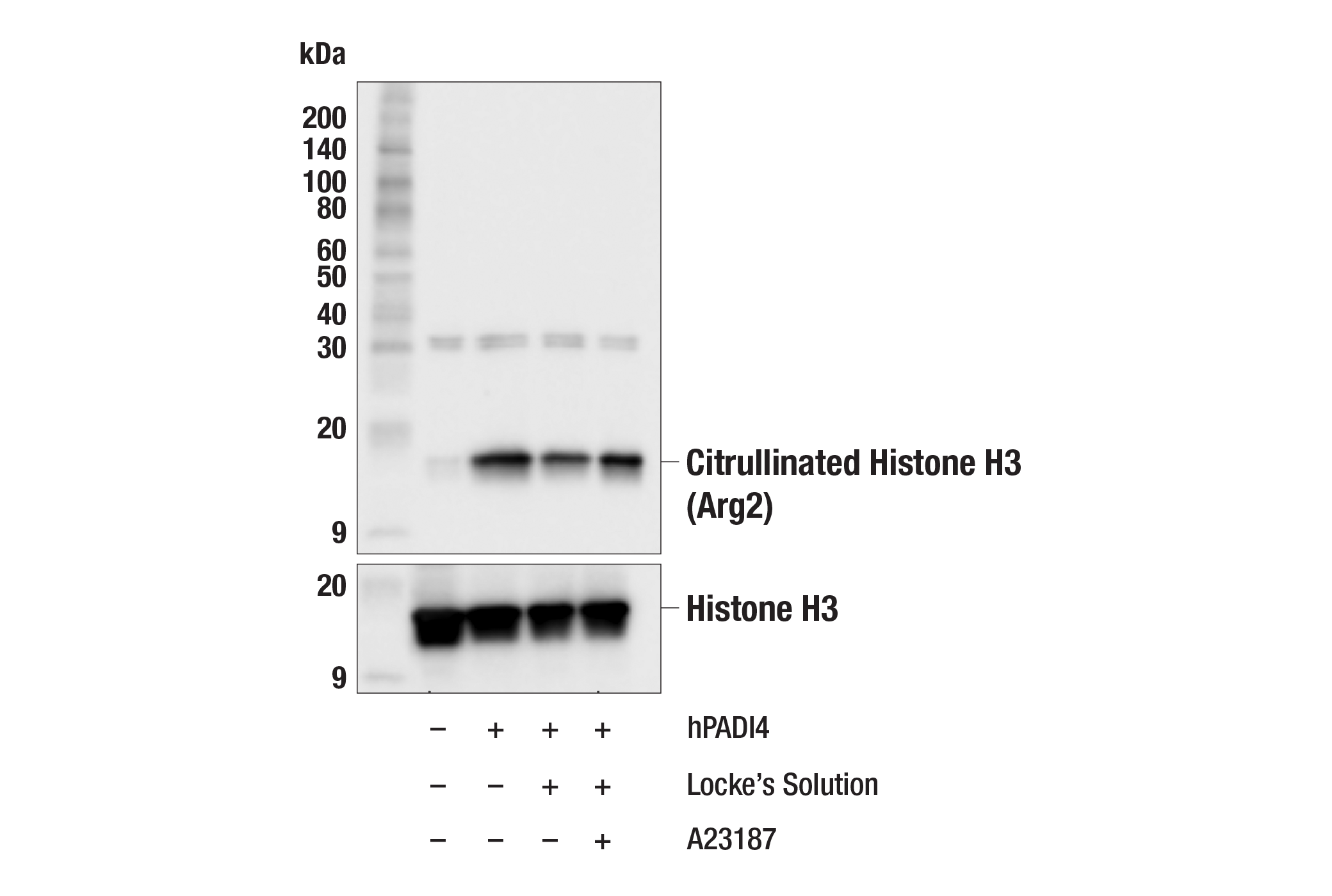 Western Blotting Image 1: Citrullinated Histone H3 (Arg2) (F3C9B) Rabbit mAb