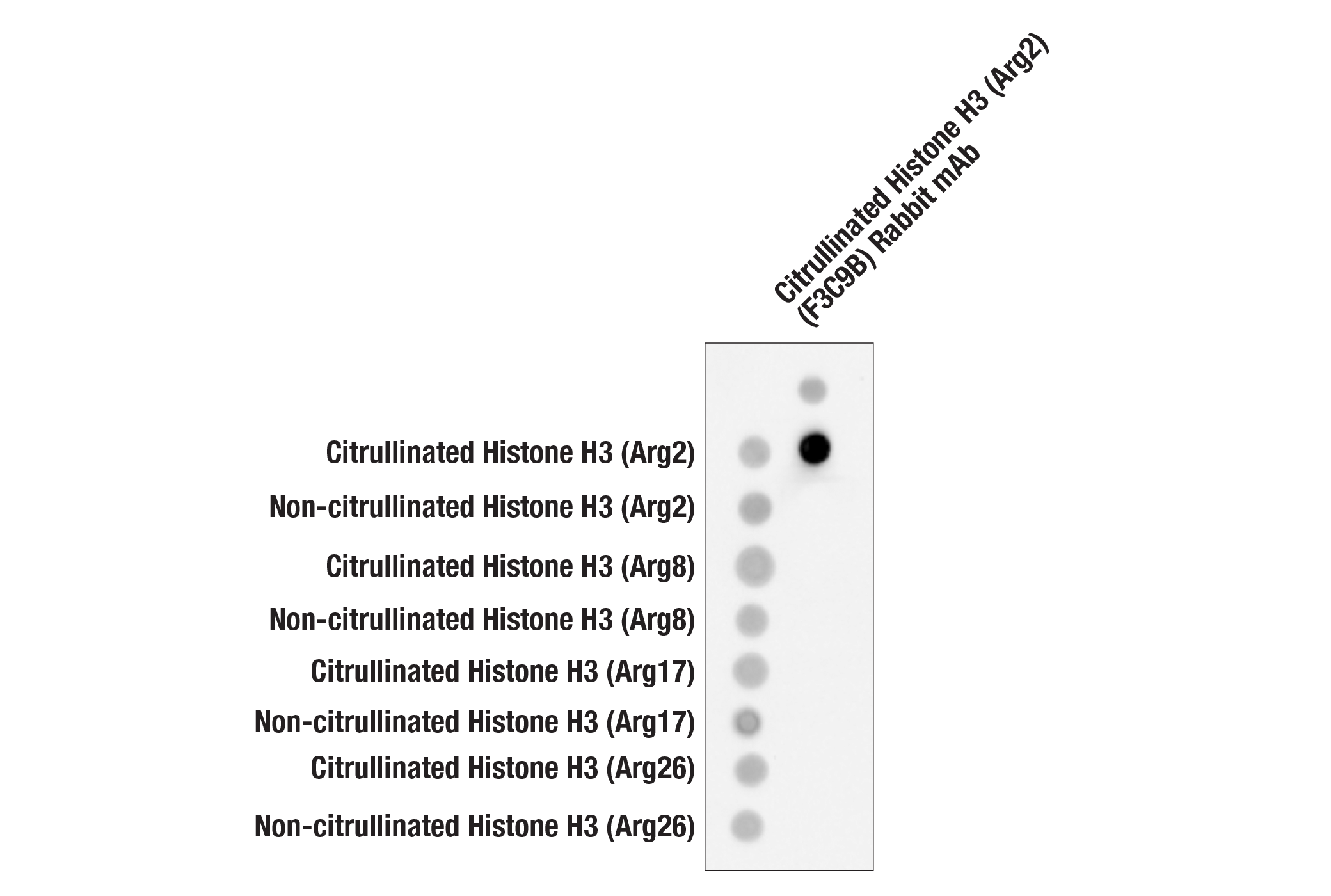  Image 1: Citrullinated Histone H3 (Arg2) (F3C9B) Rabbit mAb