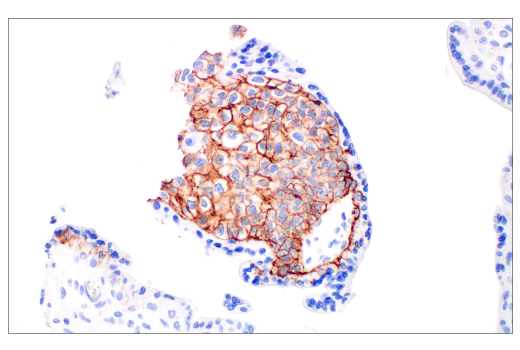 Immunohistochemistry Image 8: Glut3 (E7M7V) Rabbit mAb