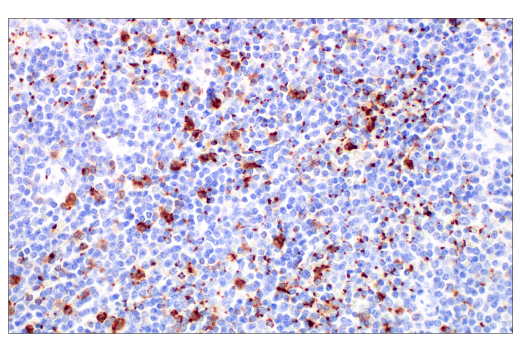Immunohistochemistry Image 2: Glut3 (E7M7V) Rabbit mAb