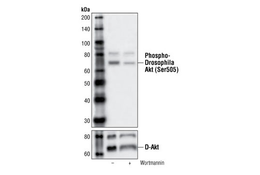Western Blotting Image 1: Phospho-Drosophila Akt (Ser505) Antibody