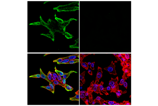 Immunofluorescence Image 1: CD57 (HNK-1) Mouse mAb (Alexa Fluor® 647 Conjugate)